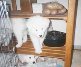 Pups climbing on microwave stand